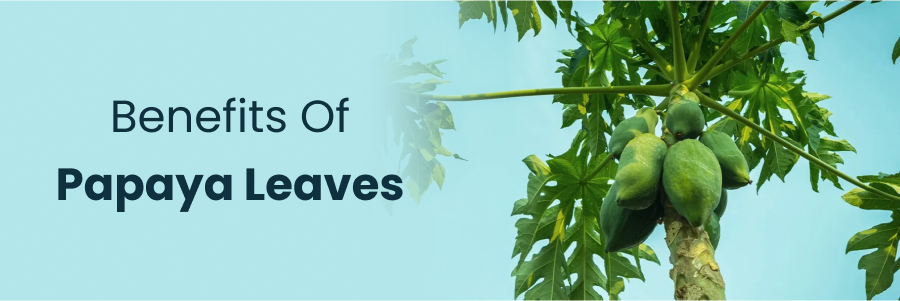 Benefits Of Papaya Leaves