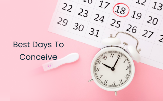 Best Days to Conceive 