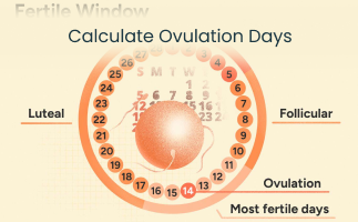 Calculate Ovulation Days 