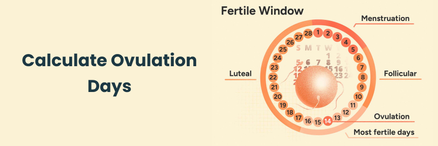 Calculate Ovulation Days