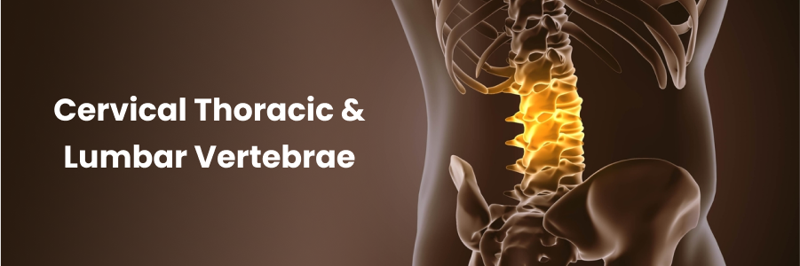 Cervical Thoracic And Lumbar Vertebrae