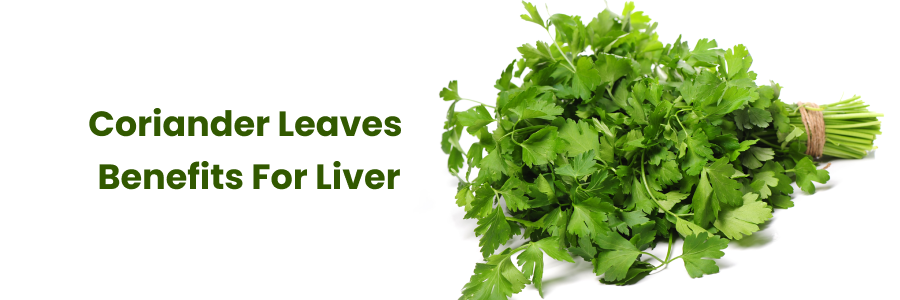 coriander leaves benefits for liver
