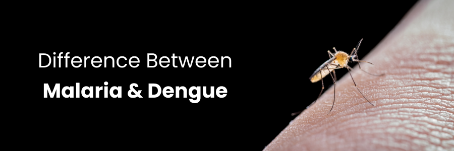 Differences between malaria and dengue, including symptoms, risks, and prevention methods.