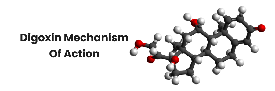 Digoxin Mechanism Of Action