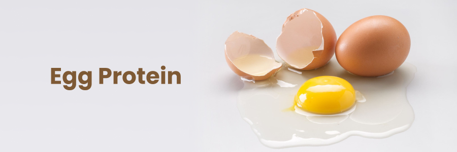 Egg Protein