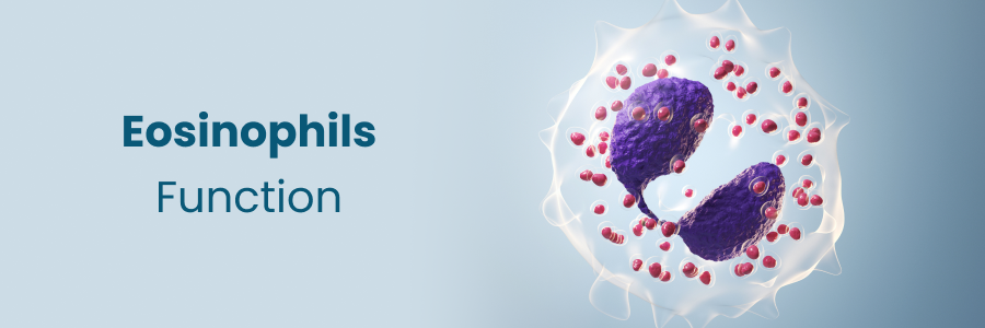 Eosinophils Function