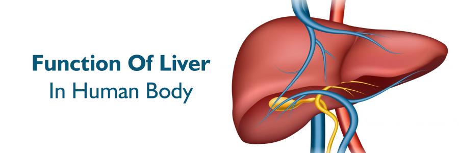Function of Liver in Human Body