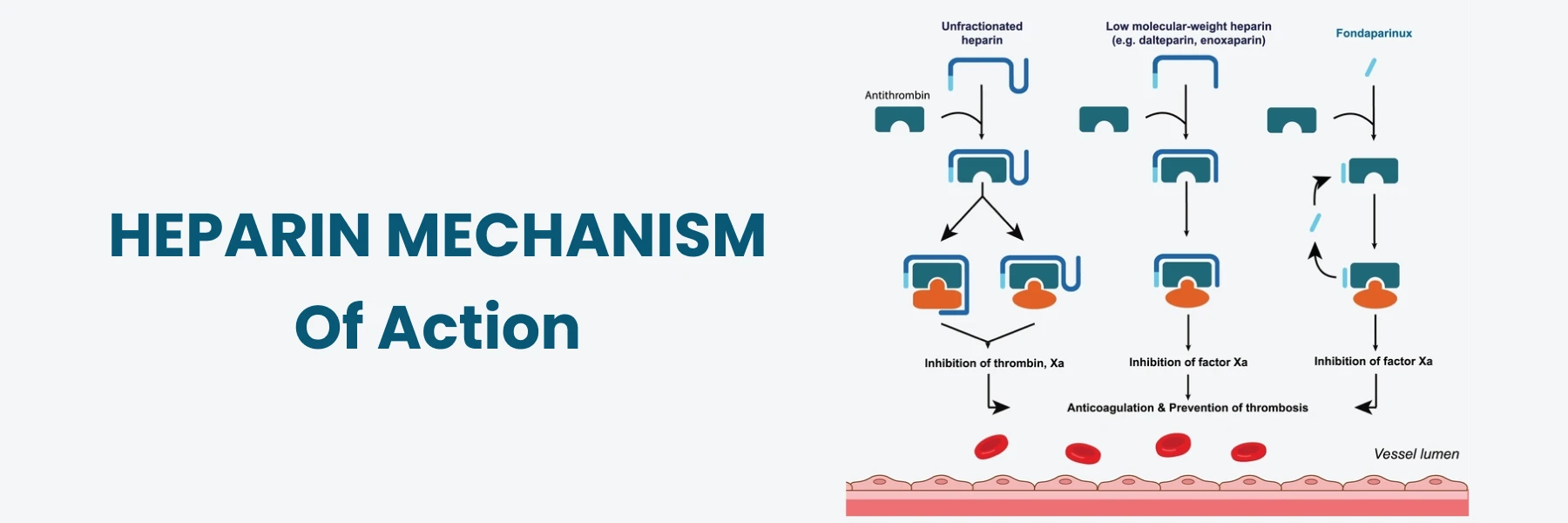 Heparin Mechanism of Action