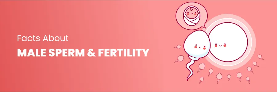 Male Sperm Fertility Facts