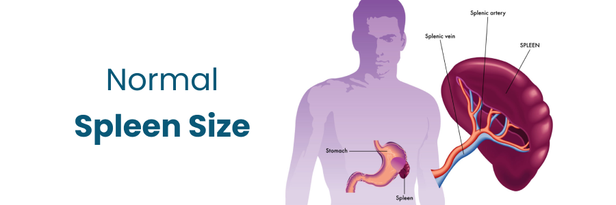 Normal Spleen Size: Understanding Spleen Health and Measurements