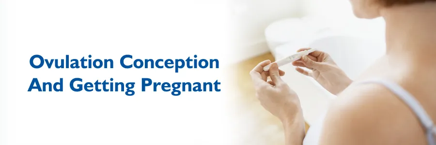 Ovulation Conception And Getting Pregnant