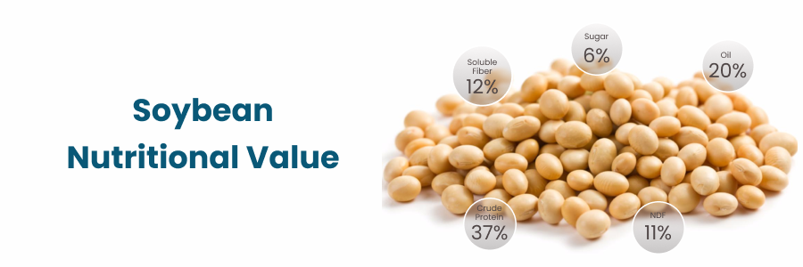 Soybean Nutritional Value