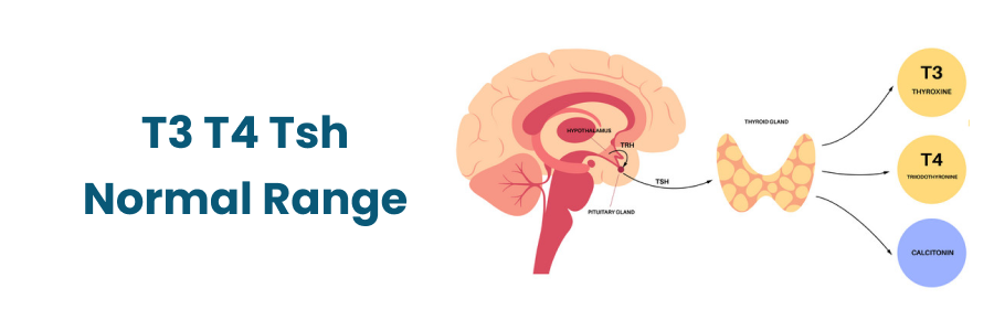 T3 T4 Tsh Normal Range