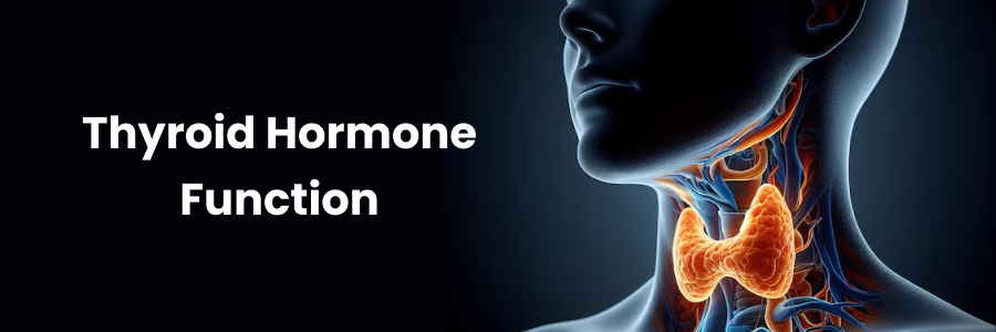 Thyroid Hormone Function