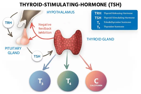 Thyroid-Stimulating Hormone (TSH) Test