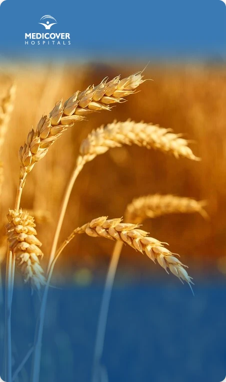 Barley Can Help to Loss Weight